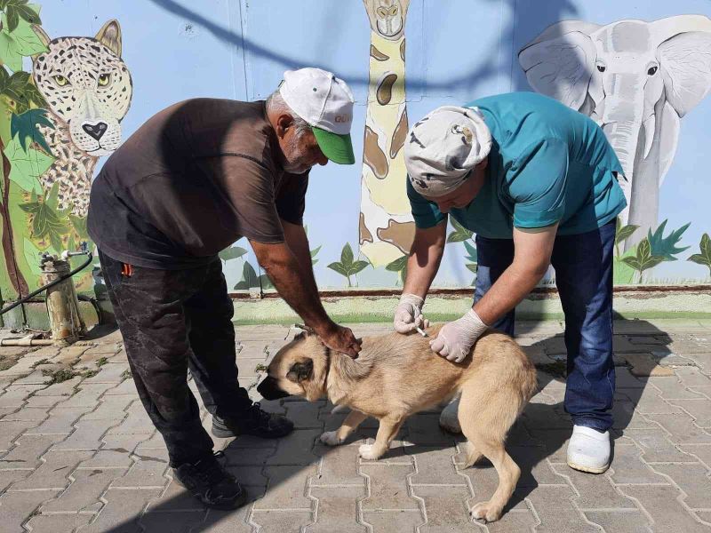 Ücretsiz kuduz aşısına hayvanseverlerden büyük ilgi
