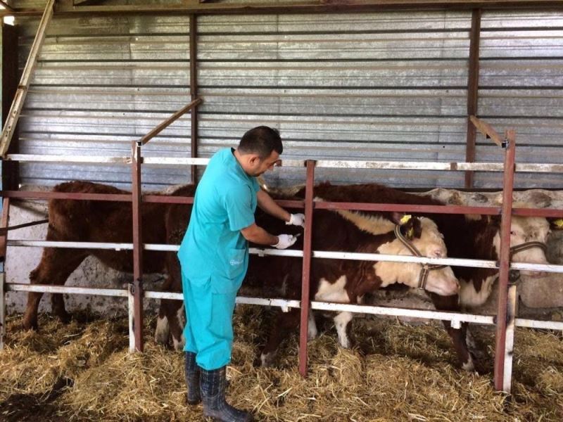 Düzce’de büyükbaş ve küçükbaş hayvanlar aşılandı
