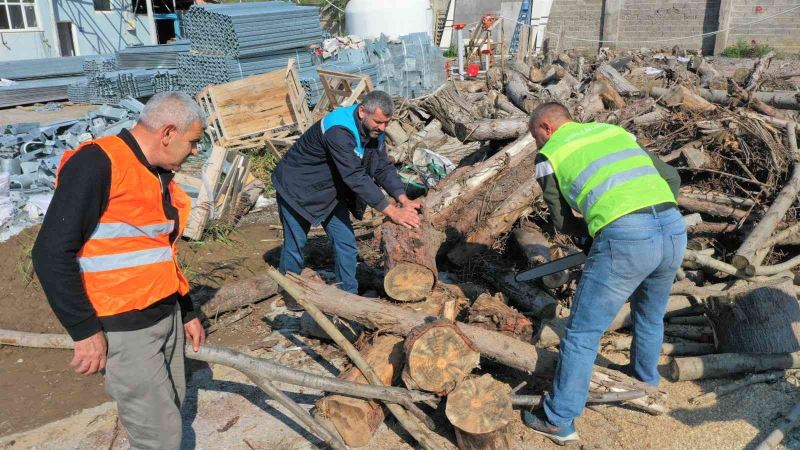 Budanan ağaçlar ihtiyaç sahiplerine yakacak odun oluyor
