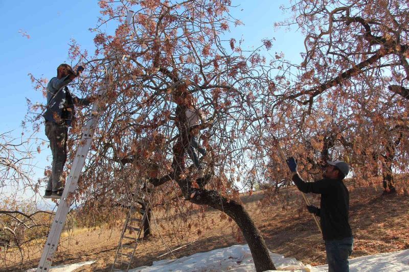 Siirt’te bıttım toplanmaya başlandı
