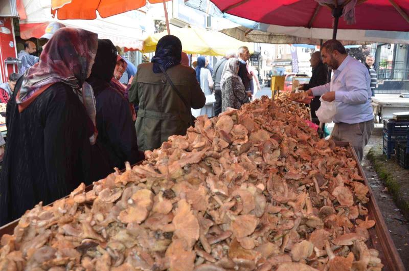 Ordu’da fındık tirmidi bolluğu: Kilosu 50 liradan satılıyor
