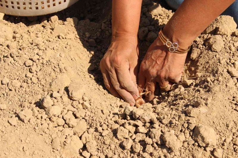 Elmalı’da kadınlar,  altın bitki safranı toprakla buluşturdu
