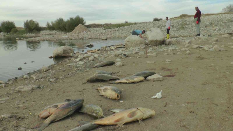 Organize Sanayi’nin atık suları toplu balık ölümüne neden oldu
