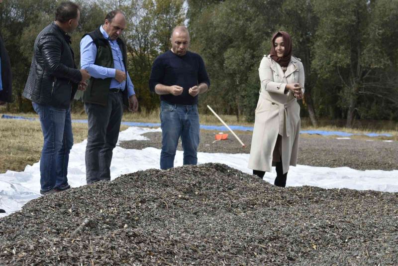 Bayburt’ta ayçiçeği hasadı başladı
