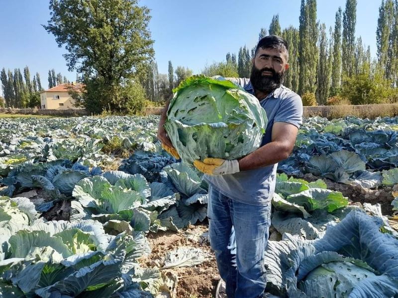 Organik lahanaya ilgi büyük
