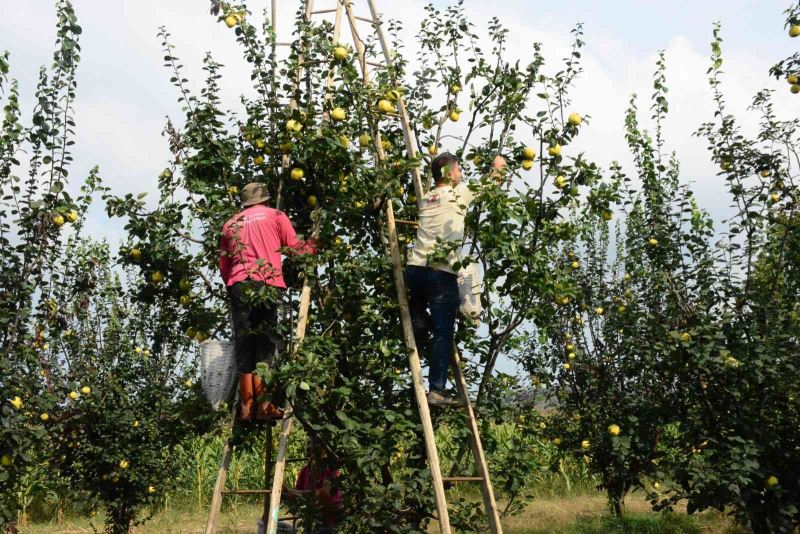 Avrupa’nın ayvası bu köyden
