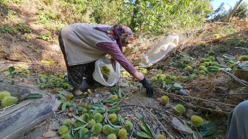 Tire’de kestane hasadı başladı
