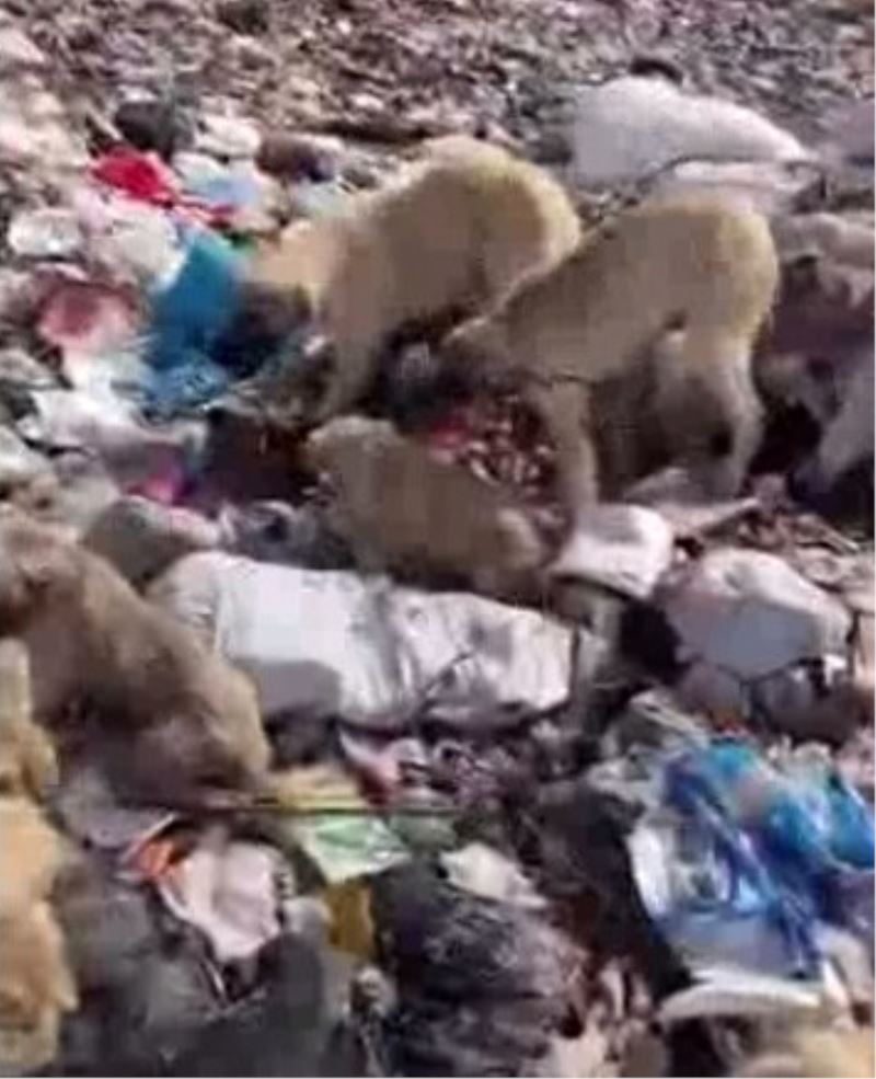Bingöl’de yavru köpekler iple birbirine bağlanıp çöplüğe atıldı
