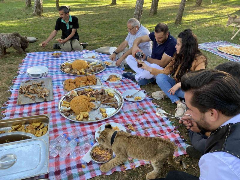 Çekmeköy’de yavru aslan ve ayıya şark sofrası kuruldu
