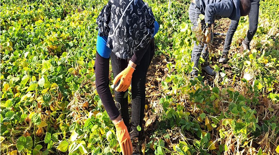 Fasulye hasadı çiftçilerin yüzünü güldürdü