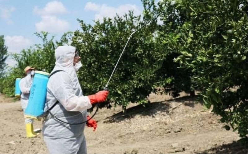 Nazilli’de Akdeniz Meyve Sineği ile mücadele başladı
