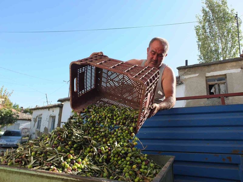 Balıkesir’de yeşil zeytin alımına başlandı
