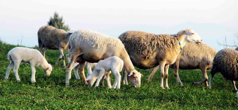 Yalova kıvırcığı koyunu ırkı resmen tescillendi
