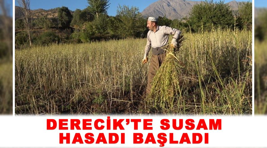 Derecik’te susam hasadı başladı