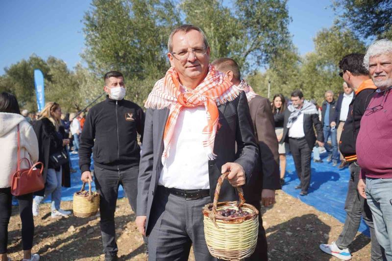 Ayvalık 17. uluslararası zeytin hasat festivali programı yine dopdolu
