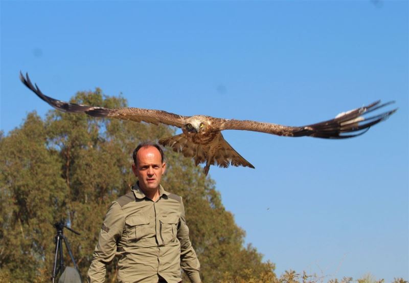 Balıkçıların dikkati, yılan kartalını kurtardı
