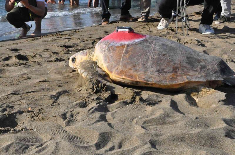 Deniz kaplumbağaları özgürlüğe kulaç attı
