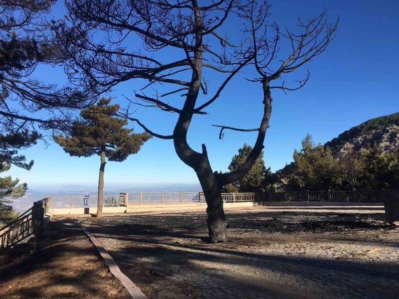 Spil Milli Parkı’nda korkutan yangın
