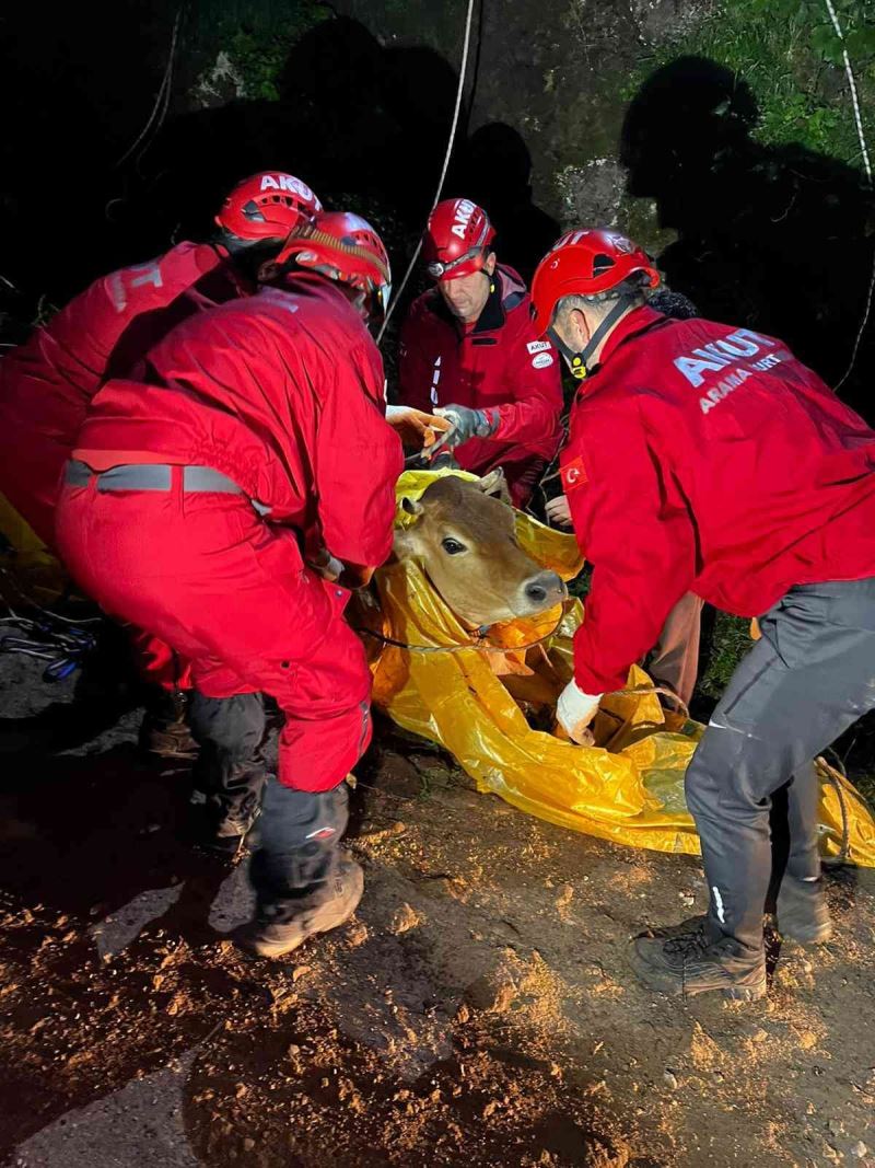 Yamaçtan düştüğü yerde mahsur kalan ineği AKUT kurtardı
