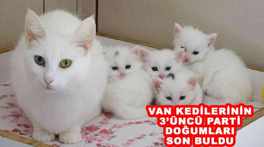 Van kedilerinin 3’üncü parti doğumları son buldu