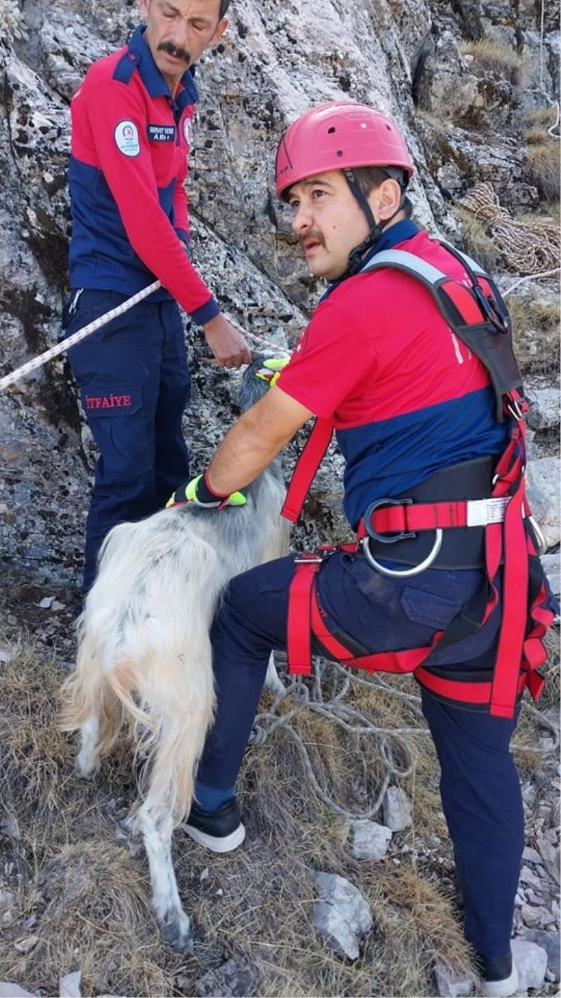 1600 rakımlık dağda mahsur kalan keçi kurtarıldı
