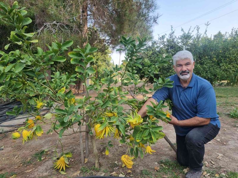 Parmaklı narenciye şaşkına çeviriyor
