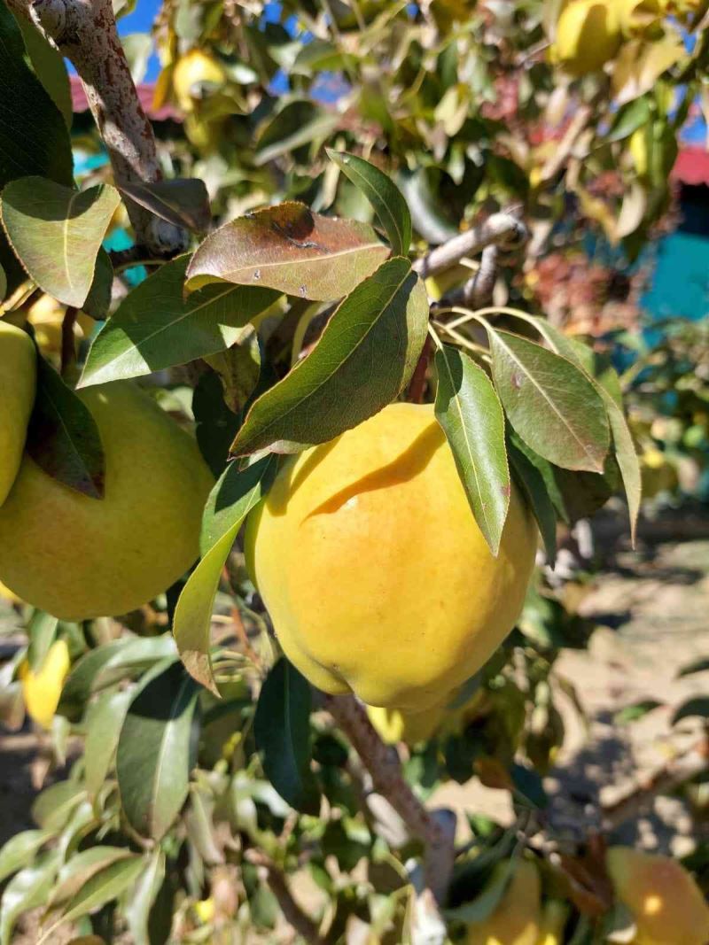 Sungurlu’da armut hasadı başladı
