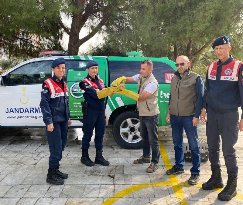 Jandarma, yaralı halde bulduğu yavru atmacayı doğa koruma ekiplerine teslim etti
