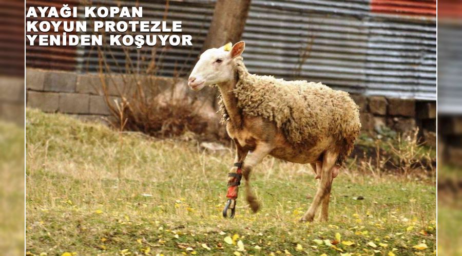 Ayağı kopan koyun protezle yeniden koşuyor