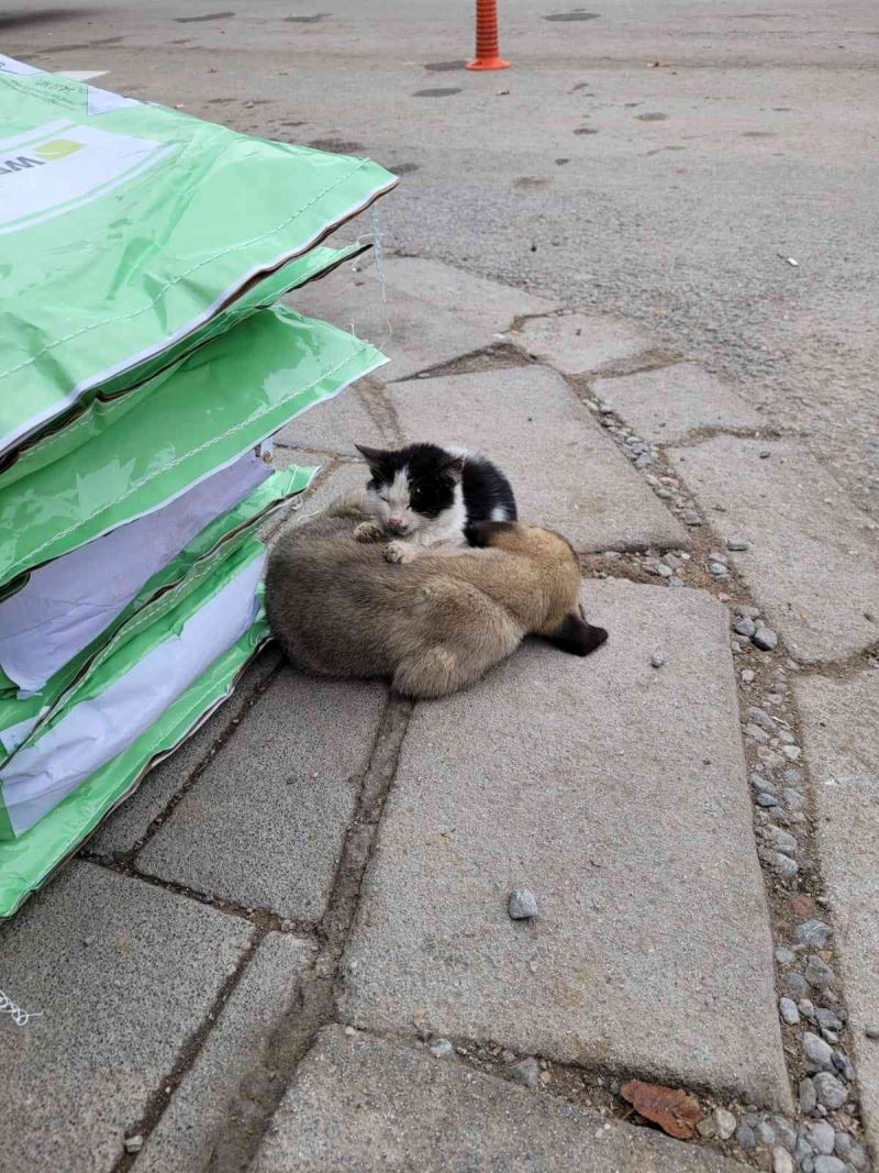 Soğuktan üşüyen kedi ile köpeğin dayanışması yürekleri ısıttı
