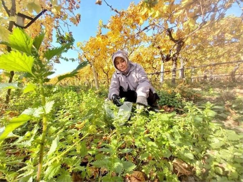 Sonbaharda sararan üzüm bağlarında ısırgan otu bereketi
