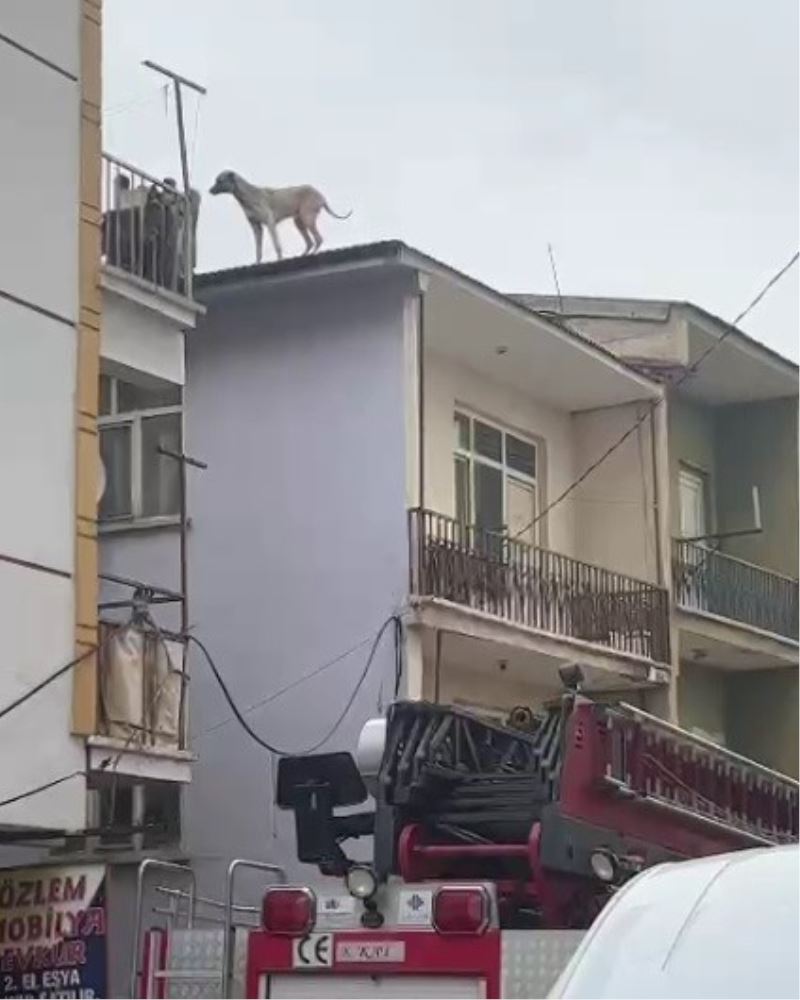 Binanın çatısında mahsur kalan köpeği, itfaiye kurtardı
