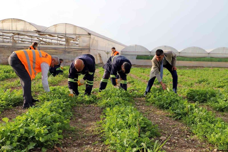 Akdeniz’de toprakla buluşturulan maralfalfa bitkisi çelikleri yeşerdi
