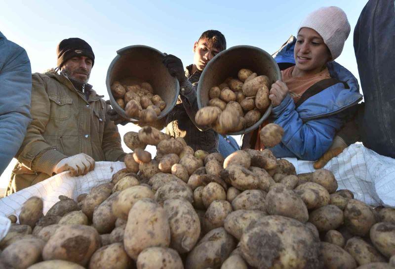 Türkiye’nin patates ihtiyacının yüzde 9’unu Ahlat karşılıyor
