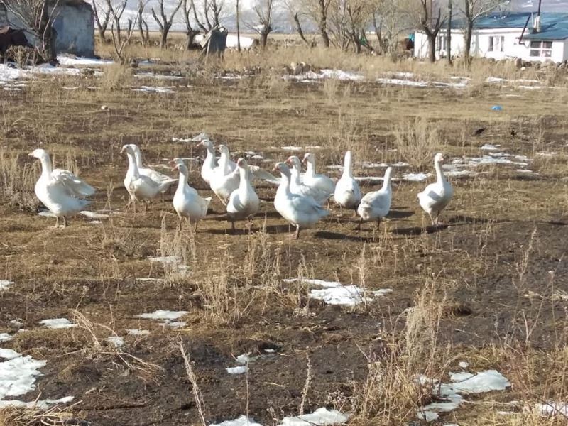 ATSO’dan kaz yetiştiriciliği eğitimi
