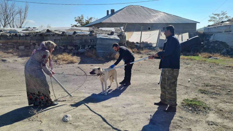 Çocukları yaralayan sokak köpeklerine kuduz aşısı yapıldı
