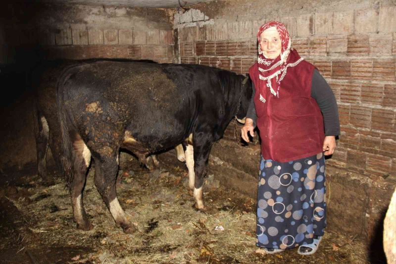 Hayvanlarını otlatan kadına şok sözler
