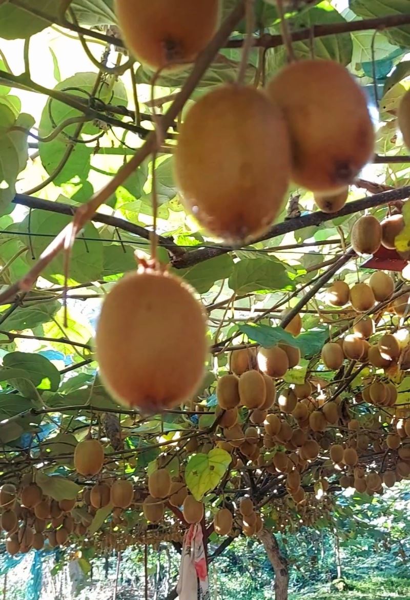 Giresun’da bu defa fındık değil kivi hasadı hazırlıkları başladı
