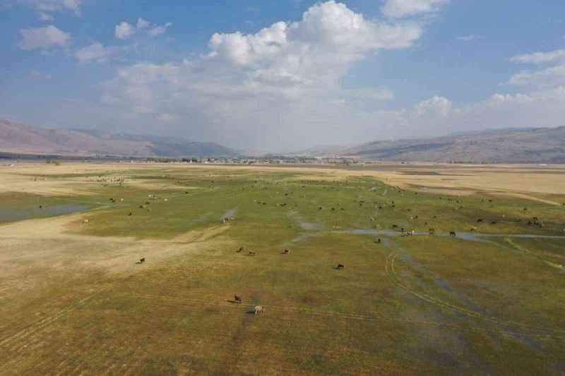 Havadan görüntülenen meralar ve beslenen hayvanlar eşsiz görüntüler ortaya çıkarttı
