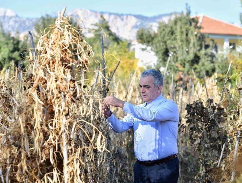 Konyaaltı örnek oldu, fasulyede üretim arttı
