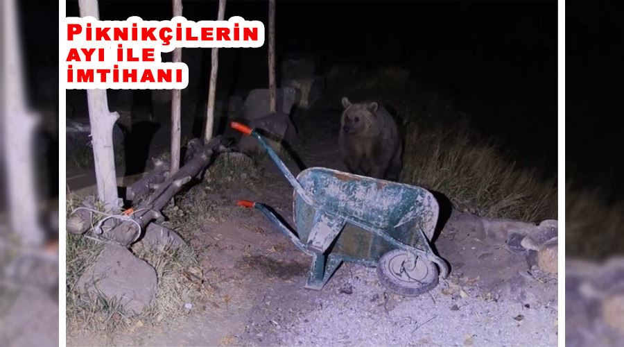 Piknikçilerin ayı ile imtihanı