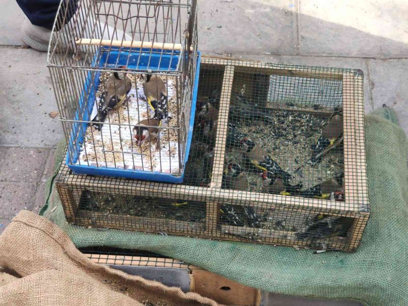 Saka kuşu besleyen şahsa 26 bin TL ceza kesildi, kuşlar doğaya salındı
