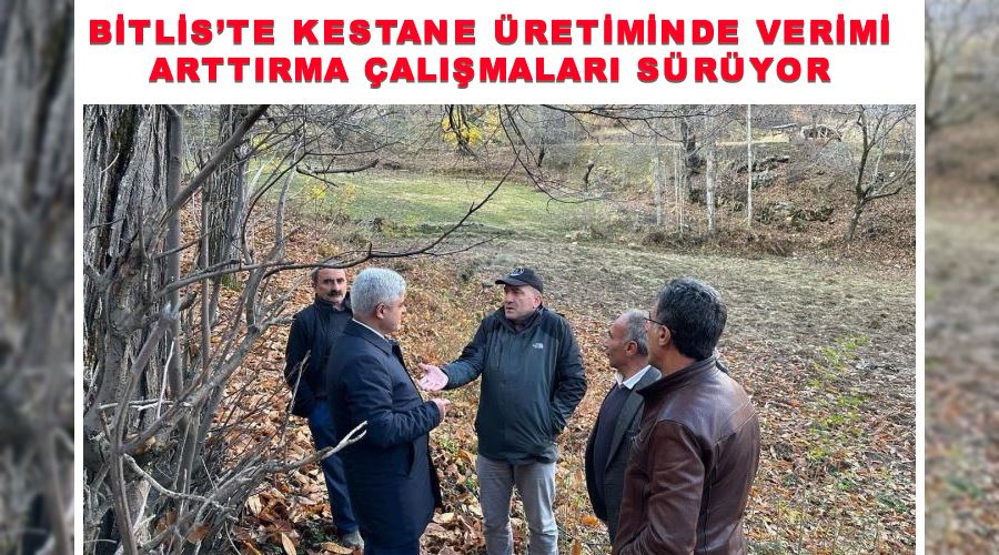 Bitlis’te kestane üretiminde verimi arttırma çalışmaları sürüyor