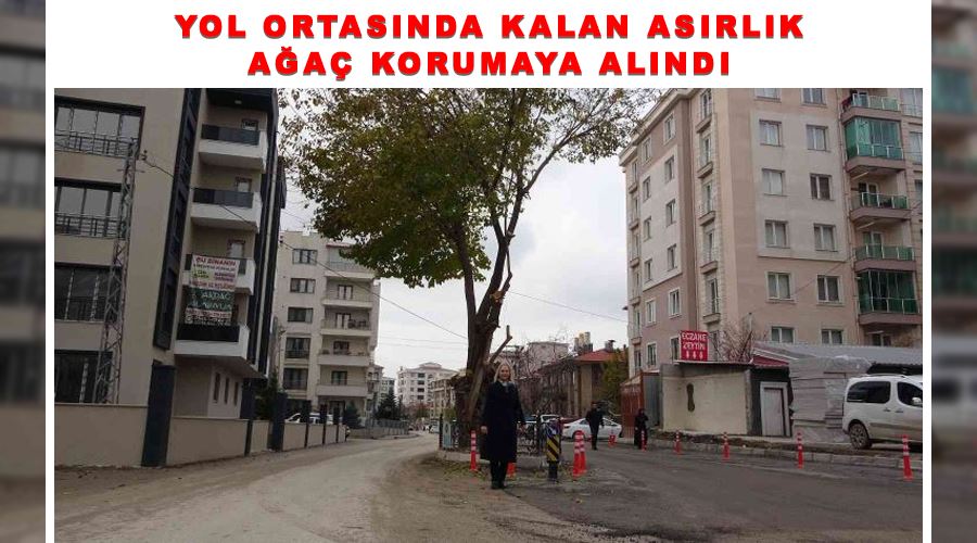 Yol ortasında kalan asırlık ağaç korumaya alındı