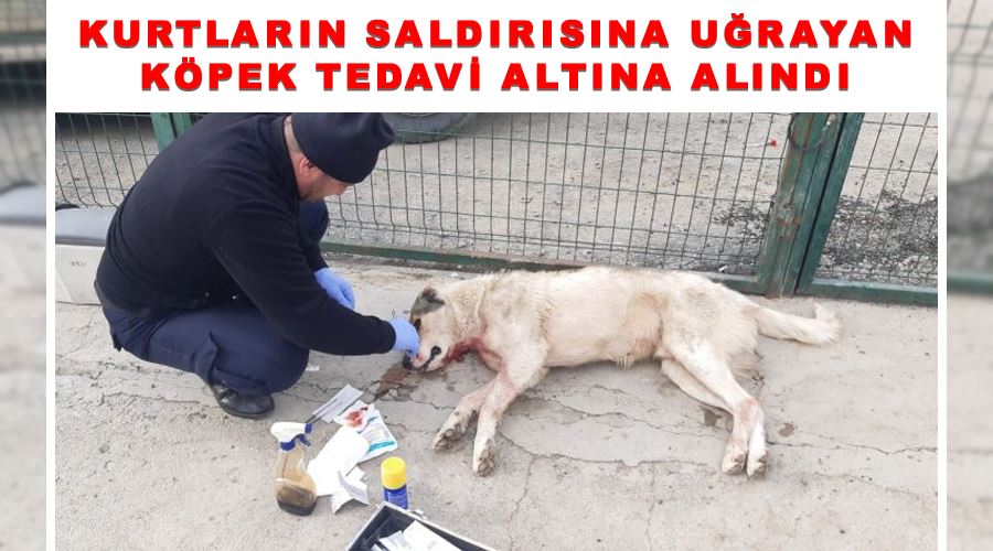 Kurtların saldırısına uğrayan köpek tedavi altına alındı