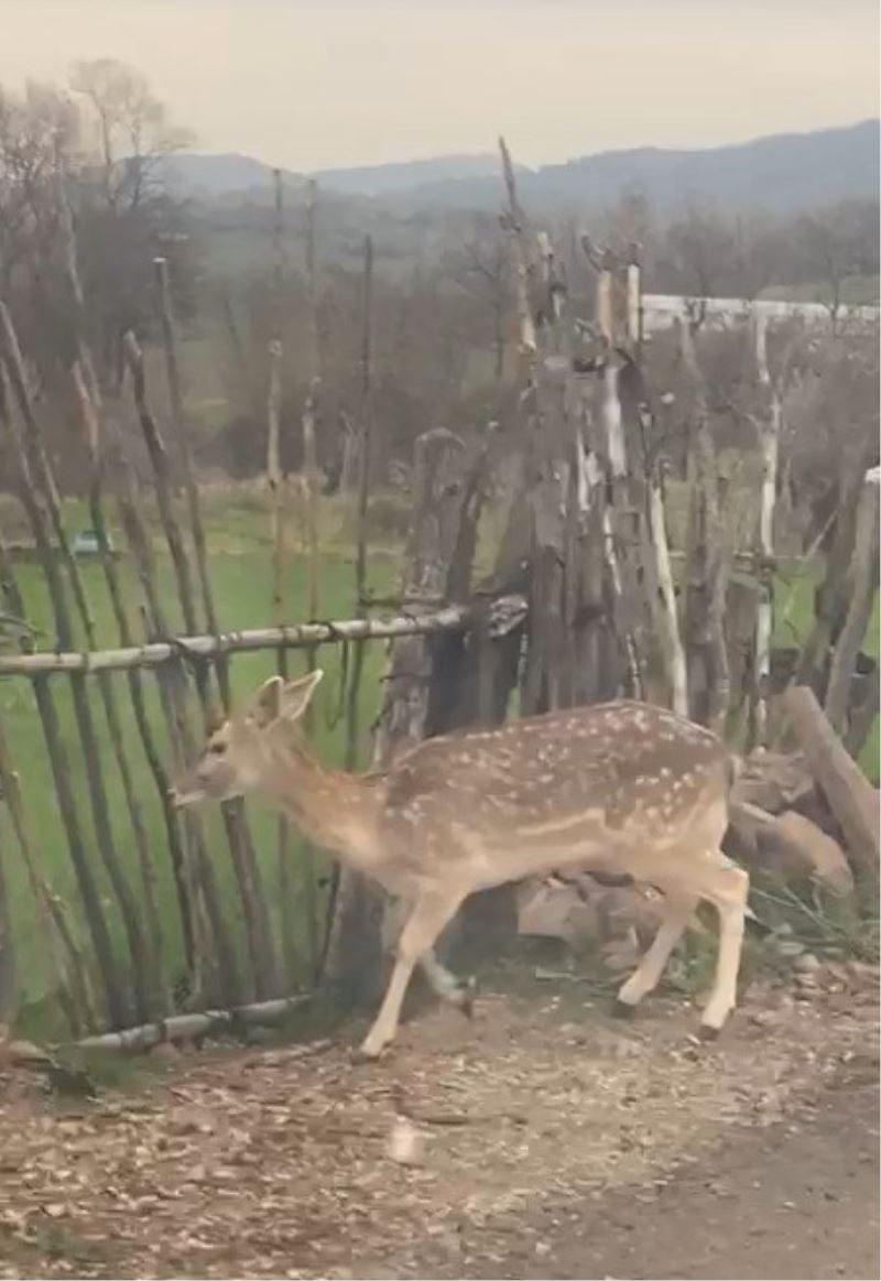 Biga’da karaca köye indi
