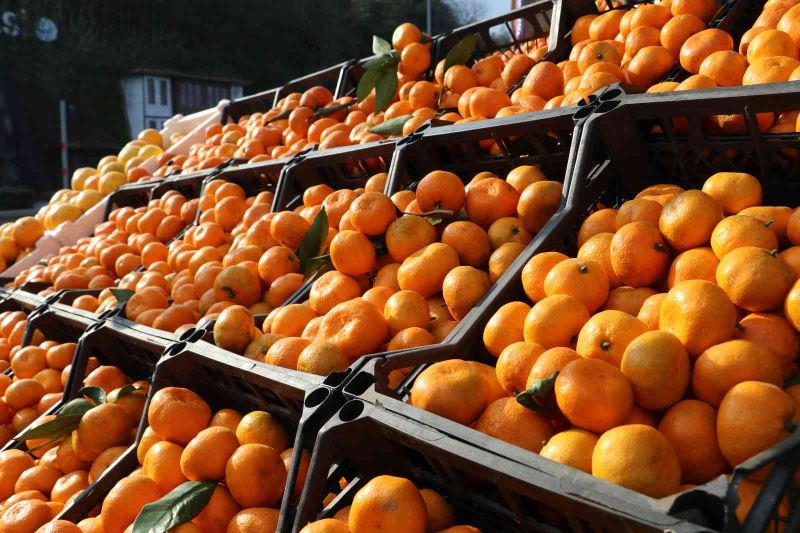 Tıpkı çay gibi Rize’de yetişiyor, tüm Türkiye tüketiyor
