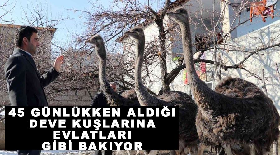 45 günlükken aldığı deve kuşlarına evlatları gibi bakıyor