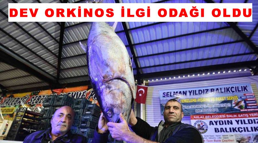 Dev orkinos ilgi odağı oldu