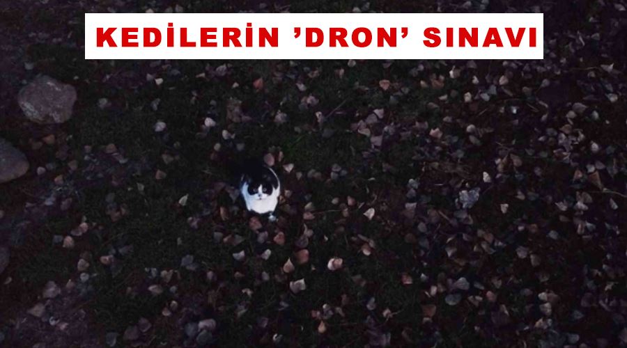 Kedilerin ’dron’ sınavı